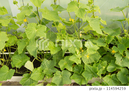 Green shoots of cucumbers, the flowers and young cucumbers, growing cucumbers in the greenhouse 114594259