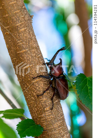 国産　カブト虫 114594281