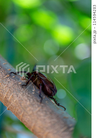 国産　カブト虫 114594283