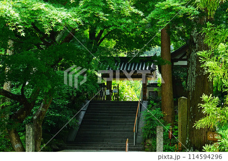 岩船寺 あじさい 岩船寺 あじさい 114594296