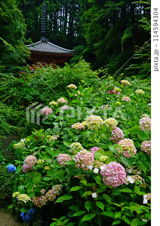 岩船寺 あじさい 岩船寺 あじさい 114594304