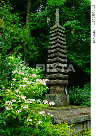 岩船寺 あじさい 岩船寺 あじさい 114594313