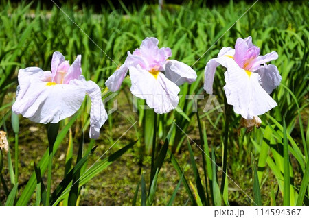 三連の白い花菖蒲 三連の白い花菖蒲 114594367