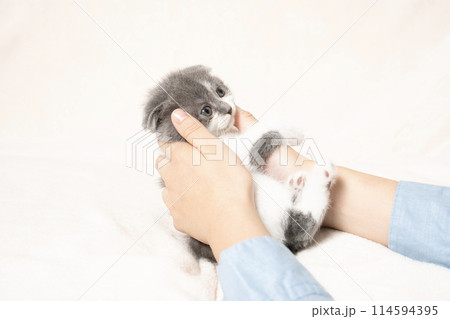 女性の手で持ち上げられたスコティッシュフォールドの仔猫 114594395