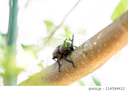 国産　カブト虫 114594412