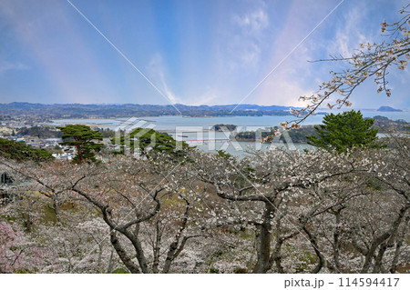 西行戻しの松公園の桜 西行戻しの松公園の桜 114594417