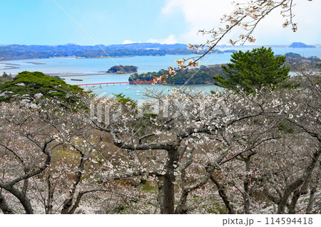 西行戻しの松公園の桜 西行戻しの松公園の桜 114594418