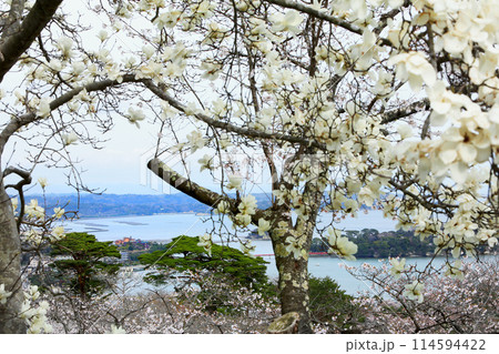 西行戻しの松公園の桜 西行戻しの松公園の桜 114594422