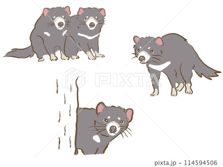 タスマニアデビル タスマニアデビル 114594506