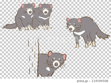 タスマニアデビル タスマニアデビル 114594506