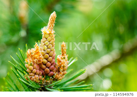 Pine flower on branch, flowering pine tree in spring, formation of new cones, pine blossom 114594976