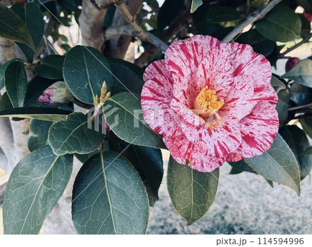 大きな椿の花 大きな椿の花 114594996