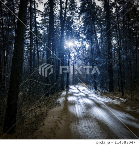 The road through the winter forest The road through the winter forest 114595047