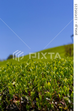 新緑の茶畑 刈取り前の茶畑 新緑の茶畑 刈取り前の茶畑 114595215
