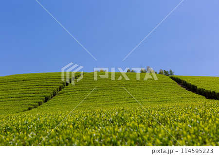 新緑の茶畑　刈取り前の茶畑 114595223