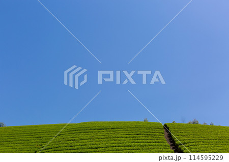 新緑の茶畑 刈取り前の茶畑 新緑の茶畑 刈取り前の茶畑 114595229