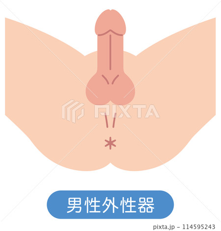 男性の股間を下から見た図 男性生殖器 構造 男性の股間を下から見た図 男性生殖器 構造 114595243