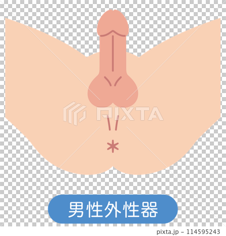 男性生殖器結構圖 114595243