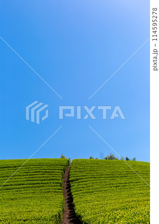 新緑の茶畑 刈取り前の茶畑 新緑の茶畑 刈取り前の茶畑 114595278