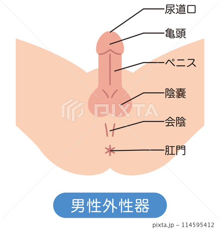 男性の股間を下から見た図 男性生殖器 構造 男性の股間を下から見た図 男性生殖器 構造 114595412