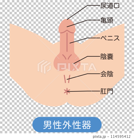 男性生殖器結構圖 114595412