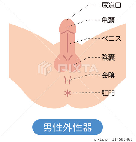 男性の股間を下から見た図　男性生殖器　構造 114595469