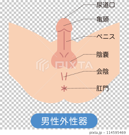 男性の股間を下から見た図　男性生殖器　構造 114595469