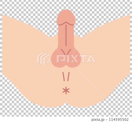 男性の股間を下から見た図　男性生殖器　構造 114595502