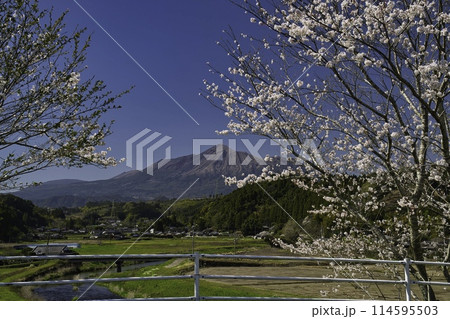 霧島山と桜　R6年　都城市より 114595503