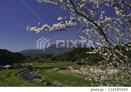 霧島山と桜　R6年　都城市より 114595504