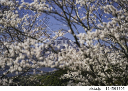 霧島山と桜　R6年　都城市より 114595505