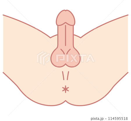 男性の股間を下から見た図 男性生殖器 構造 男性の股間を下から見た図 男性生殖器 構造 114595518