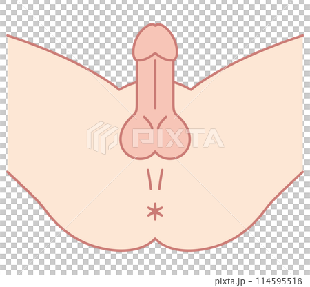 男性の股間を下から見た図 男性生殖器 構造 男性の股間を下から見た図 男性生殖器 構造 114595518