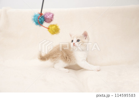 猫じゃらしで遊ぶ仔猫 猫じゃらしで遊ぶ仔猫 114595583