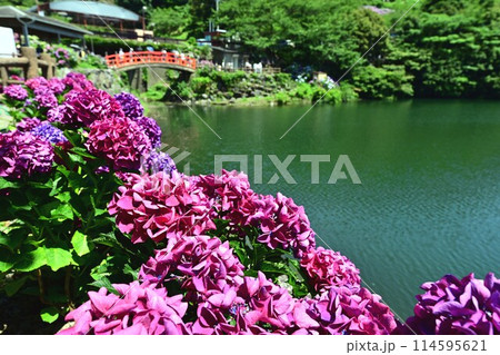 形原温泉と紫陽花 114595621