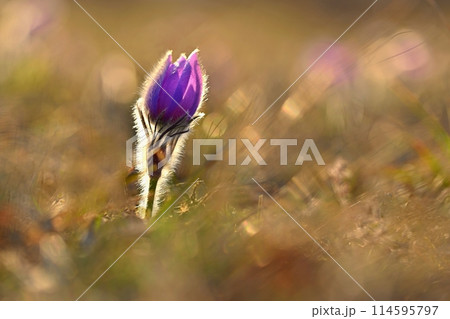 Spring background with flowers on meadow. Beautiful blooming pasque flower at sunset. Spring nature, colorful natural blurred background. 114595797