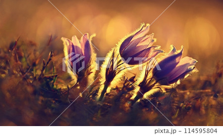 Spring background with flowers on meadow. Beautiful blooming pasque flower at sunset. Spring nature, colorful natural blurred background 114595804
