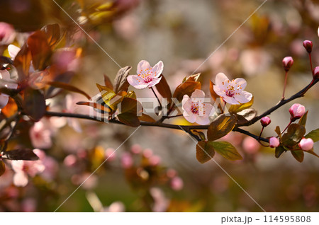 Beautiful nature scene with blooming tree and sun. Easter Sunny day. Spring flowers. Orchard Abstract blurred background in Springtime. Beautiful nature scene with blooming tree and sun. Easter Sunny day. Spring flowers. Orchard Abstract blurred background in Springtime. 114595808