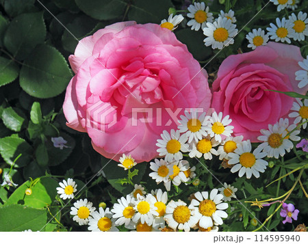 鮮やかなピンクの薔薇とカモミール 鮮やかなピンクの薔薇とカモミール 114595940