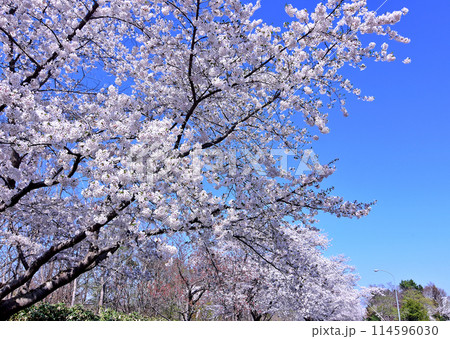 北海道4月桜景色 青空に映える戸田記念墓地公園満開の桜 北海道4月桜景色 青空に映える戸田記念墓地公園満開の桜 114596030