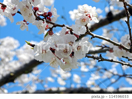 北海道4月桜景色　青空に映える戸田記念墓地公園満開の桜 114596033