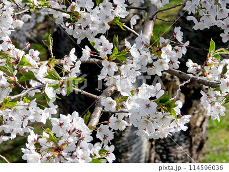 北海道4月桜景色 青空に映える戸田記念墓地公園満開の桜 北海道4月桜景色 青空に映える戸田記念墓地公園満開の桜 114596036