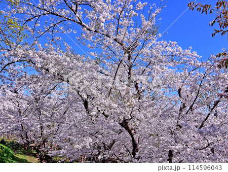 北海道4月桜景色 青空に映える戸田記念墓地公園満開の桜 北海道4月桜景色 青空に映える戸田記念墓地公園満開の桜 114596043