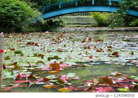 青い橋と睡蓮の池 青い橋と睡蓮の池 114596050
