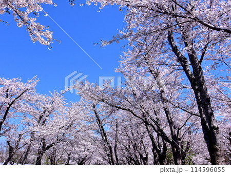 北海道4月桜景色　青空に映える戸田記念墓地公園満開の桜 114596055