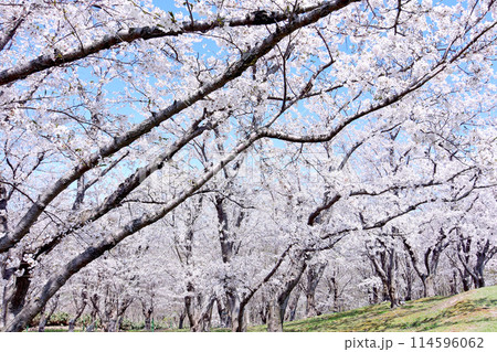 北海道4月桜景色 青空に映える戸田記念墓地公園満開の桜 北海道4月桜景色 青空に映える戸田記念墓地公園満開の桜 114596062