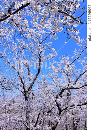 北海道4月桜景色 青空に映える戸田記念墓地公園満開の桜 北海道4月桜景色 青空に映える戸田記念墓地公園満開の桜 114596068