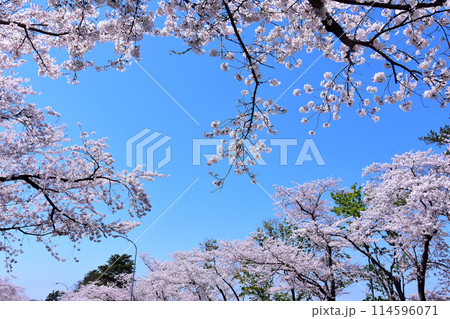 北海道4月桜景色 青空に映える戸田記念墓地公園満開の桜 北海道4月桜景色 青空に映える戸田記念墓地公園満開の桜 114596071