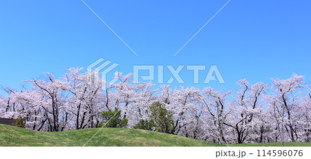 北海道4月桜景色 青空に映える戸田記念墓地公園満開の桜 北海道4月桜景色 青空に映える戸田記念墓地公園満開の桜 114596076