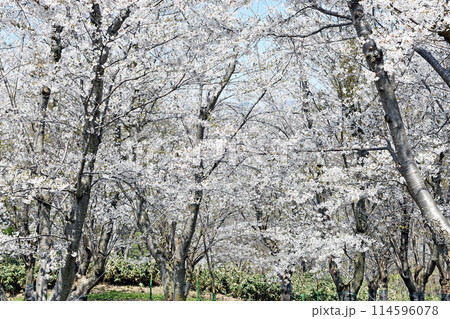 北海道4月桜景色 青空に映える戸田記念墓地公園満開の桜 北海道4月桜景色 青空に映える戸田記念墓地公園満開の桜 114596078